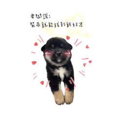 柴財成長日記～三個月