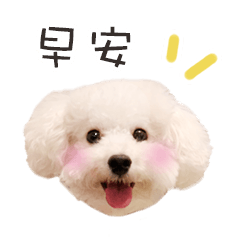 toy poodle sticker (taiwan)