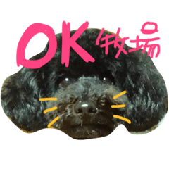 Toypoodles KETICO