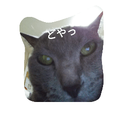 russian blue cat gray