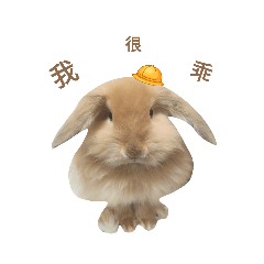 蛋餅兔