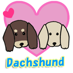 Lively dachshund