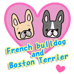 French bulldog and Boston Terrier.