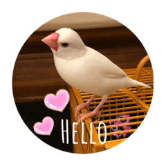 My house birds