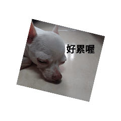 進擊的動物們