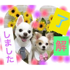 my pet stamp5