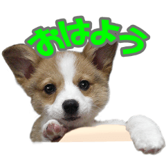 Corgi Jack-kun