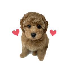 cocoa_20210705195657