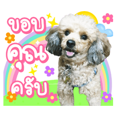 My name is Choco v.1