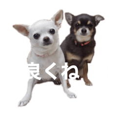 Chiwawa(Marron&Betty)