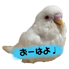 albino Budgerigar Yuri