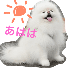 ポメラニアン雪丸2 Line スタンプ Line Store ポメラニアン雪丸2 Line スタンプ Line Store