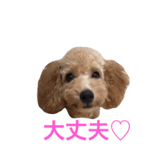 toypoo_9