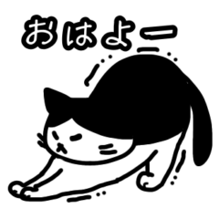 Hachiware Nyanko every day
