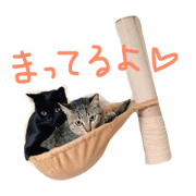 PEPEMACA