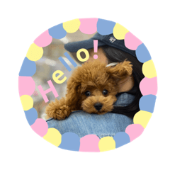 Rio the Toy Poodle