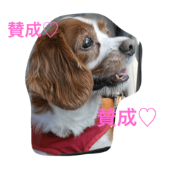 Cavalier_Chappy