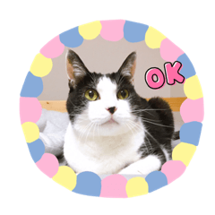 SAYURI_20210706131321