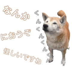 daily of shiba dog and daily of bread