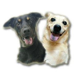 Rascal Dogs Chu&Mei Part2
