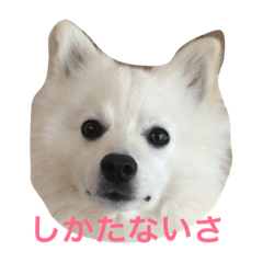 japanese spitz omochi