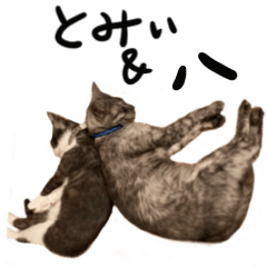 Tomy&hachi cats
