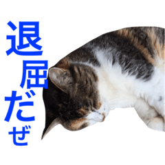 Mr. Yamazaki's Hachi-san