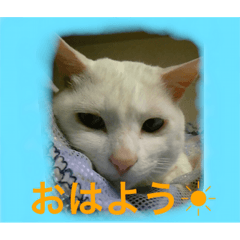 CAT  MAN