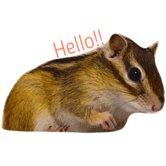 シマリスのぱるむ ちろる モル ピノ Line スタンプ Line Store シマリスのぱるむ ちろる モル ピノ Line スタンプ Line Store