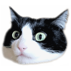 ぶち猫 にゃんこ 3 Lineクリエイターズスタンプ Stamplist