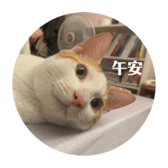 咪咪醬和阿橘弟弟的貼圖
