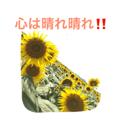 Sunflower at Kasaoka