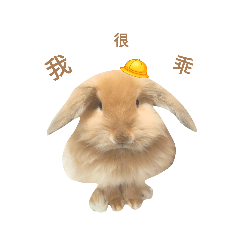 蛋餅兔2