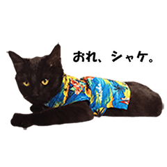 Black Cat Shake