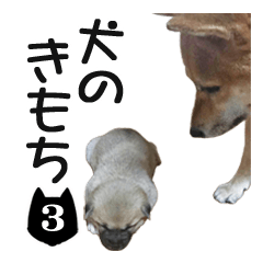 INU no kimochi 3 dog