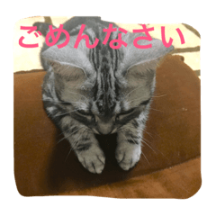 Pretty My Cat