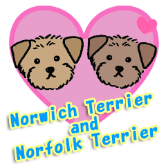 Norwich Terrier and Norfolk Terrier