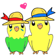 budgerigar lemon and lime summer