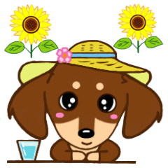 Cute miniature dachshund 2 Choco tan