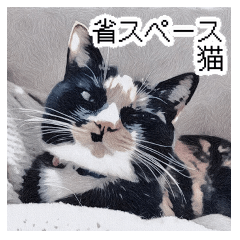 Calico cat +KAOMOJI