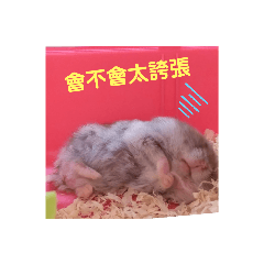 Rice Ball Lifetime  love 2