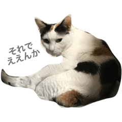 美しい花の画像 無料ダウンロード三毛猫 いらすとや 美しい花の画像 無料ダウンロード三毛猫 いらすとや