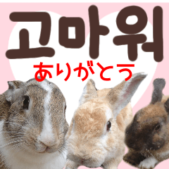 korea rabbit photo sticker