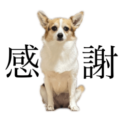 chibi_20210707202323