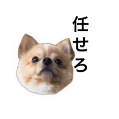 taroooo