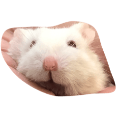 bb hamster