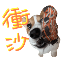酷奇是柯基