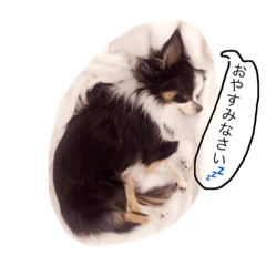Chihuahua&Pomeranian dog a sticker