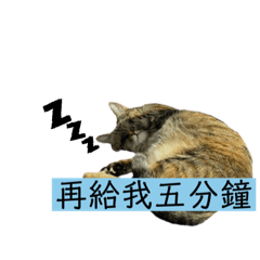 我是哈嚕小廢貓