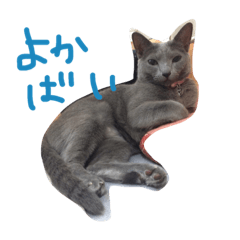 cats name is gris.Fukuoka dialect.